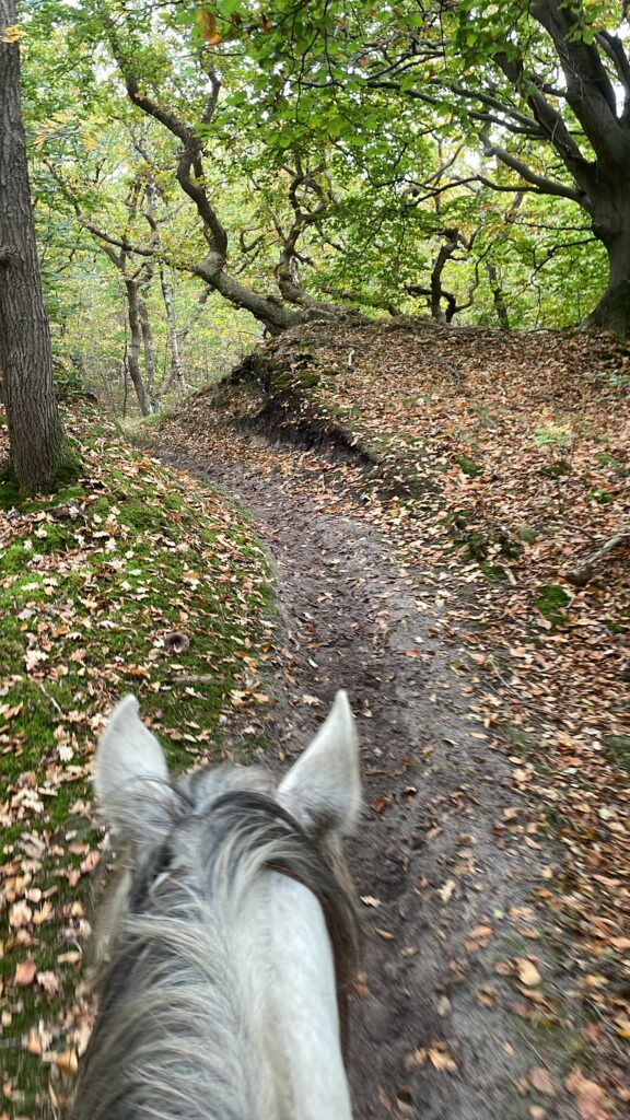 4c5f35f8 c7f8 486d 9760 44cad27672d5