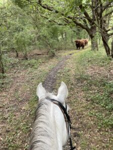 Hooglanders en eikeltjes